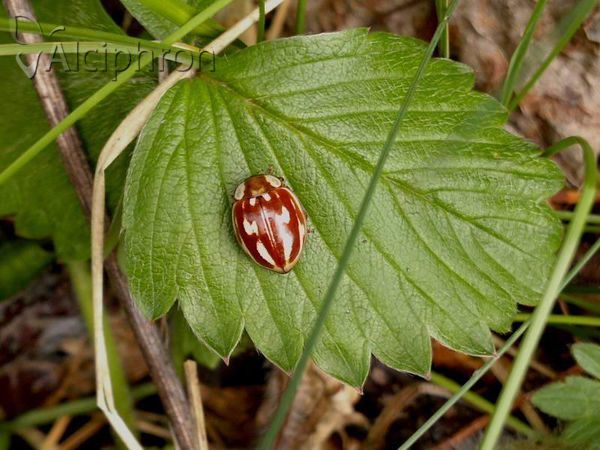 Myzia oblongoguttata