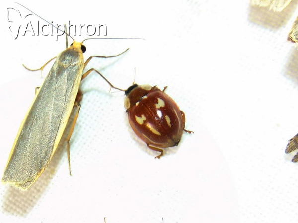 Myzia oblongoguttata
