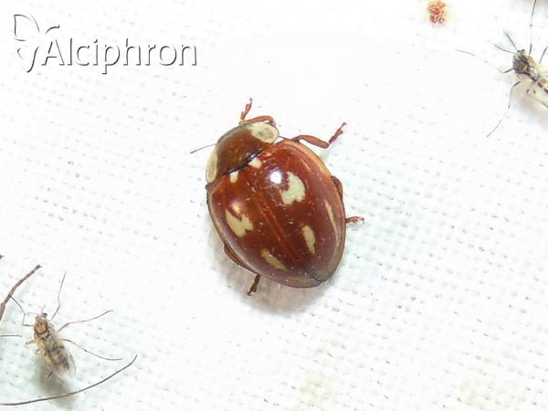 Myzia oblongoguttata