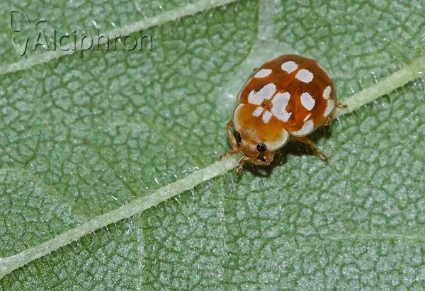 Myrrha octodecimguttata