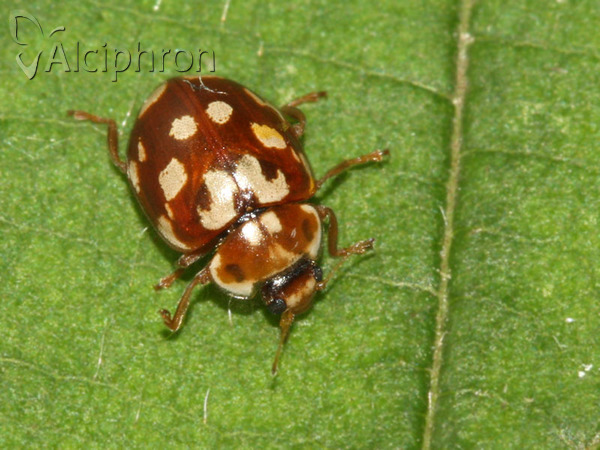 Myrrha octodecimguttata