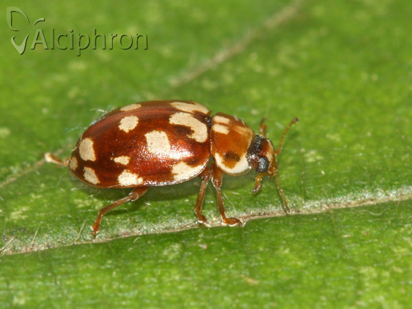 Myrrha octodecimguttata