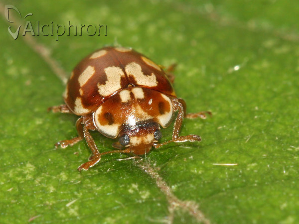 Myrrha octodecimguttata