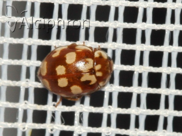 Myrrha octodecimguttata