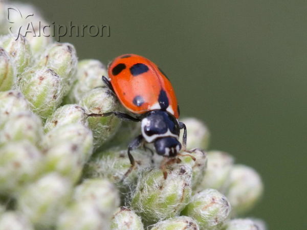 Hippodamia variegata