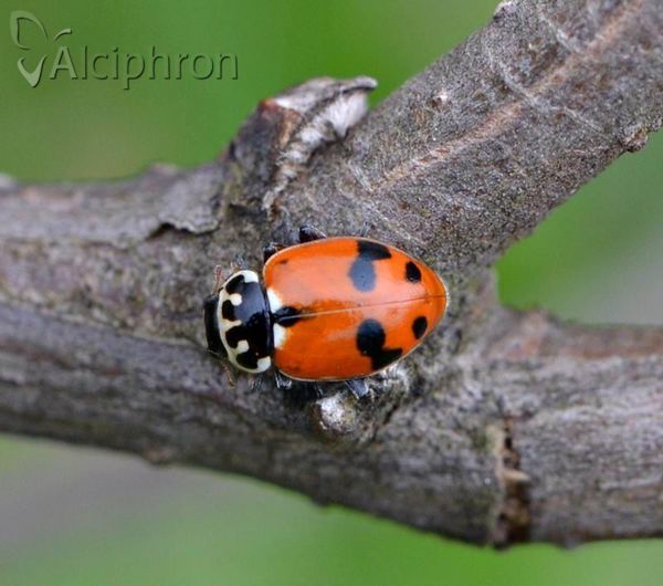 Hippodamia variegata