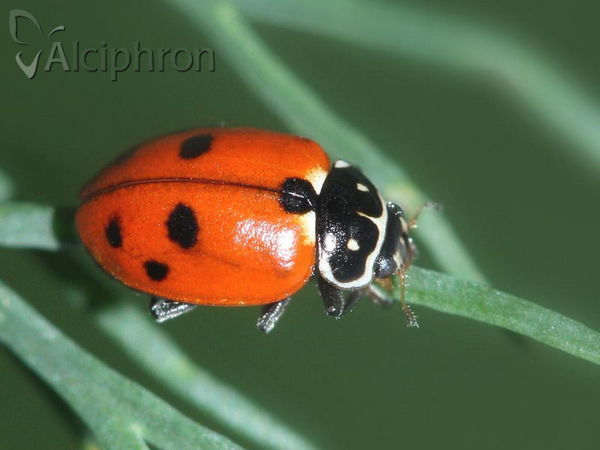 Hippodamia variegata