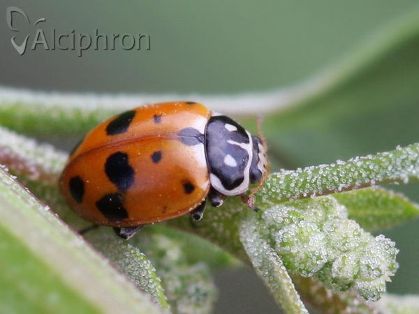 Hippodamia variegata