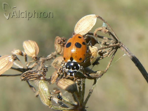 Hippodamia variegata