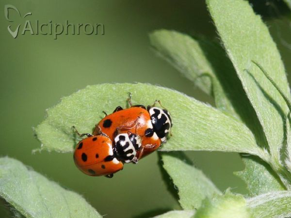 Hippodamia variegata