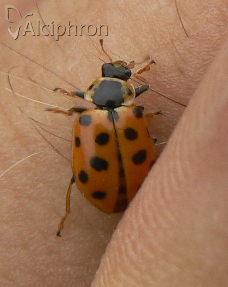 Hippodamia tredecimpunctata