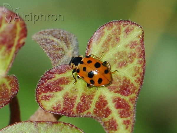 Hippodamia tredecimpunctata