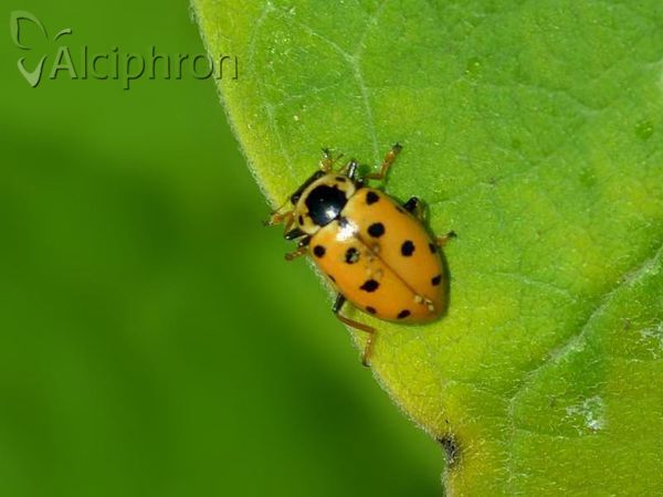 Hippodamia tredecimpunctata