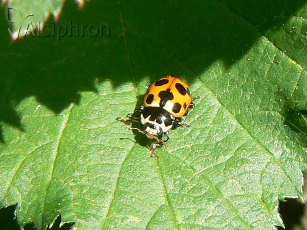 Hippodamia notata