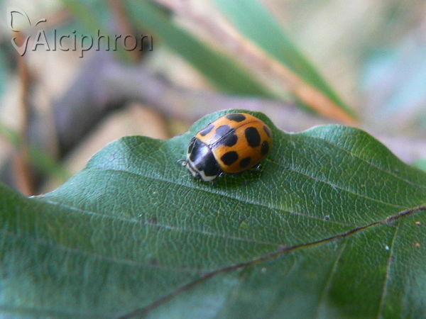 Hippodamia notata