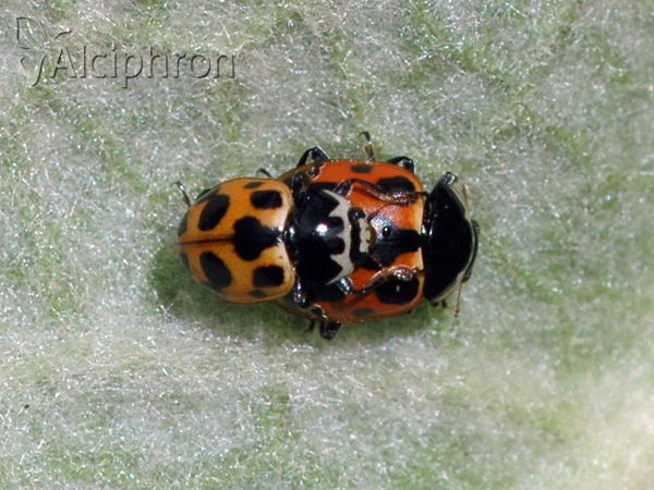 Hippodamia notata