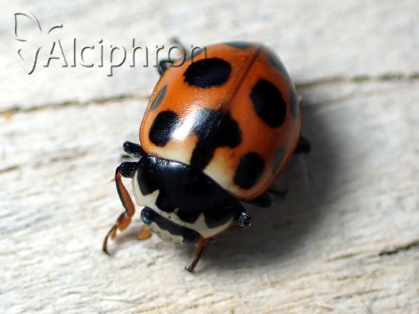 Hippodamia notata