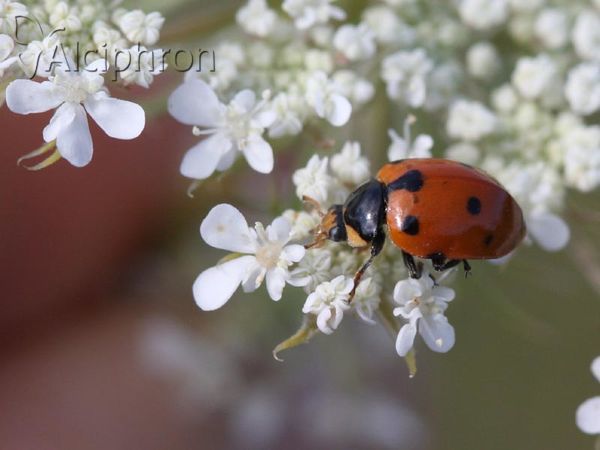 Hippodamia undecimnotata