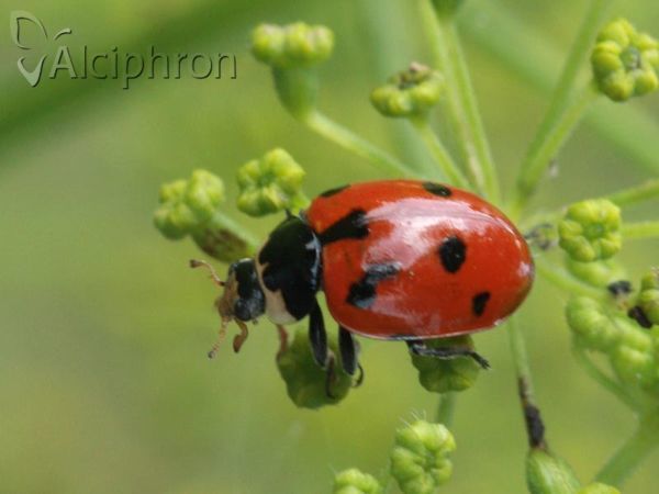 Hippodamia undecimnotata