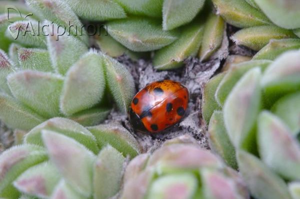 Hippodamia undecimnotata