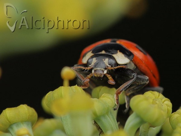 Hippodamia undecimnotata