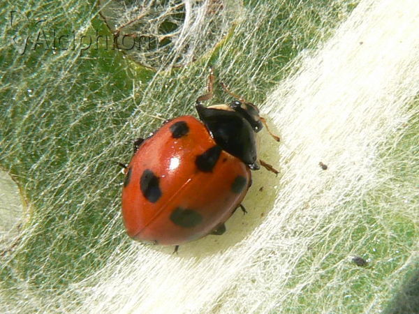 Hippodamia undecimnotata