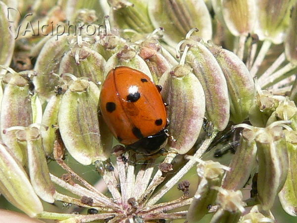 Hippodamia undecimnotata