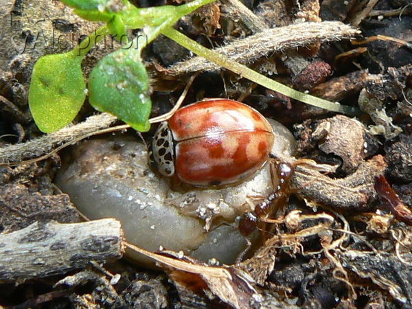 Harmonia quadripunctata
