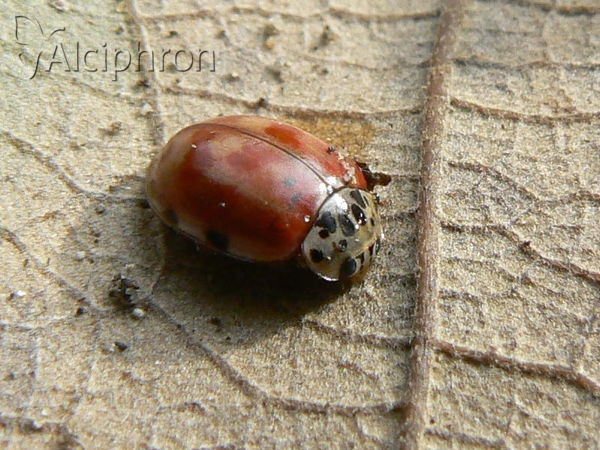 Harmonia quadripunctata