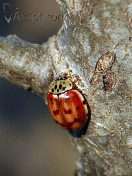Harmonia quadripunctata