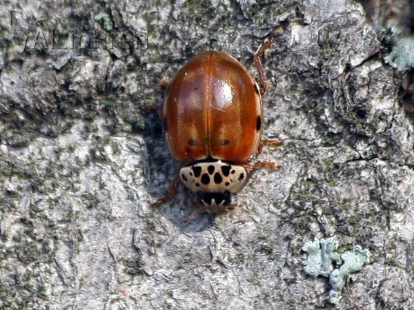 Harmonia quadripunctata