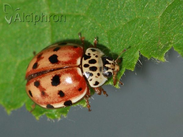 Harmonia quadripunctata