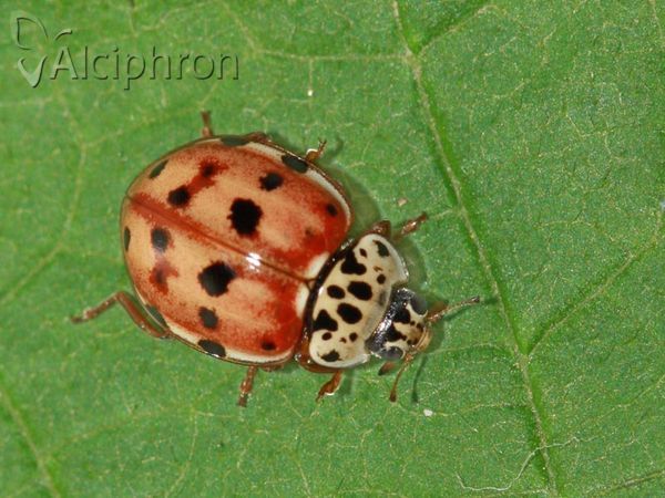 Harmonia quadripunctata