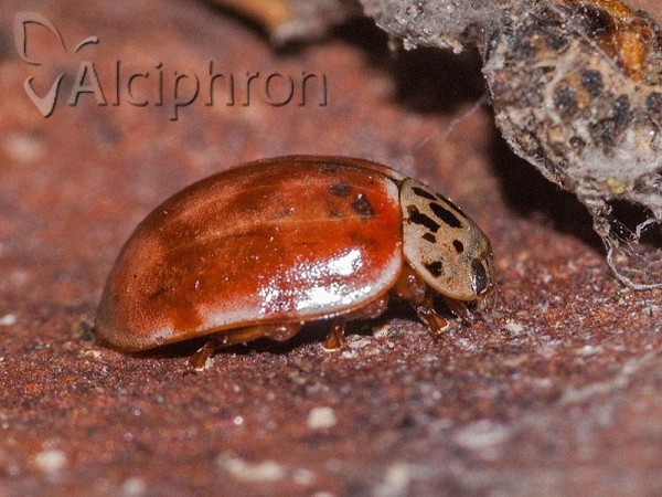 Harmonia quadripunctata