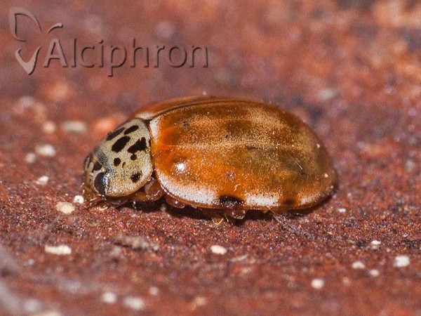 Harmonia quadripunctata