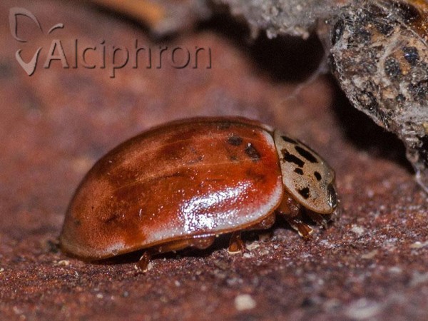 Harmonia quadripunctata