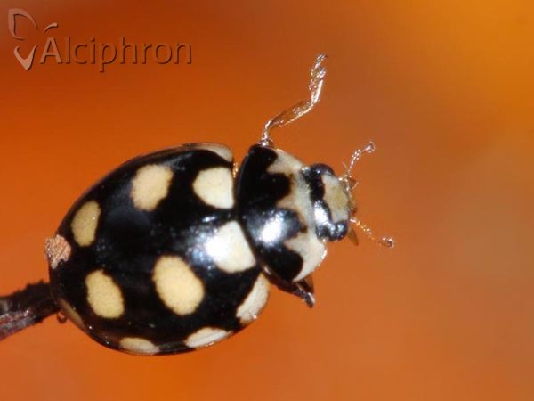 Coccinula quatuordecimpustulata