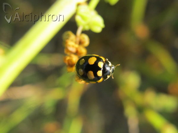 Coccinula quatuordecimpustulata