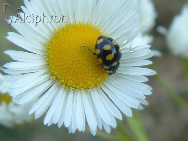 Coccinula quatuordecimpustulata