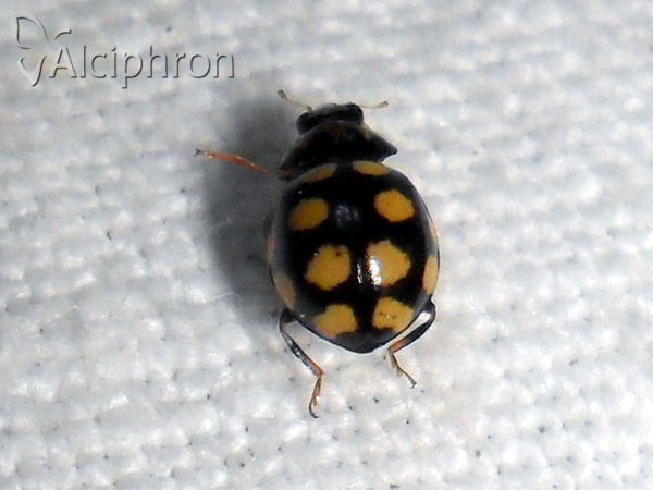 Coccinula quatuordecimpustulata