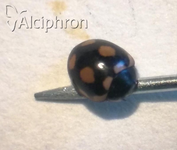 Coccinula sinuatomarginata