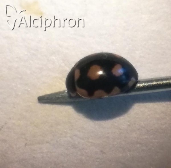 Coccinula sinuatomarginata