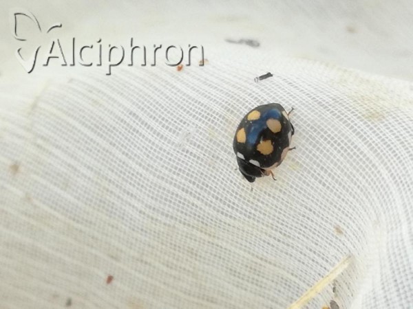 Coccinula sinuatomarginata