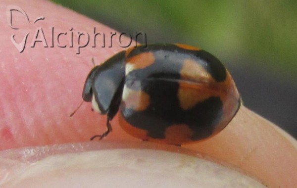 Coccinella hieroglyphica
