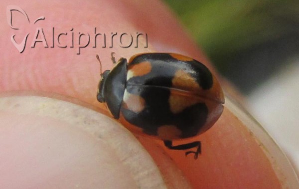 Coccinella hieroglyphica
