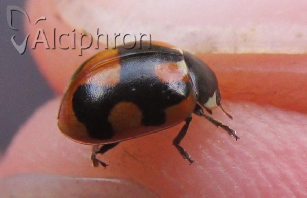 Coccinella hieroglyphica
