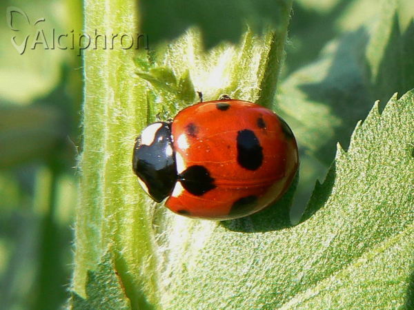 Coccinella magnifica