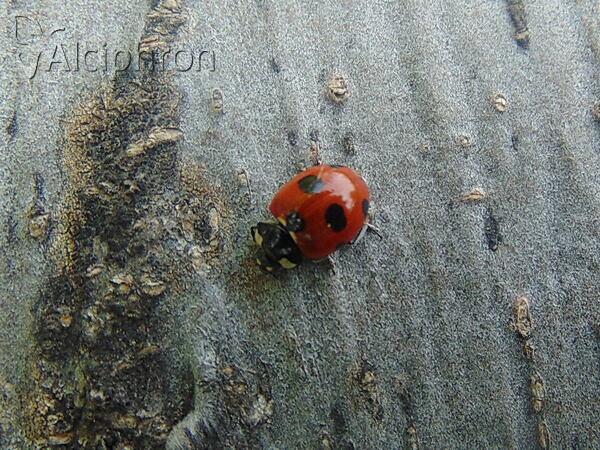 Coccinella magnifica