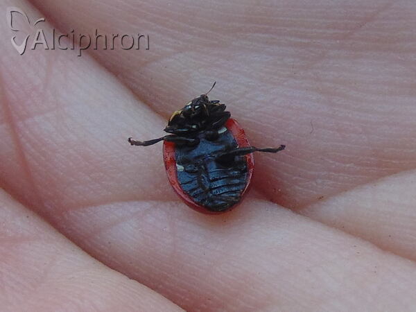 Coccinella magnifica