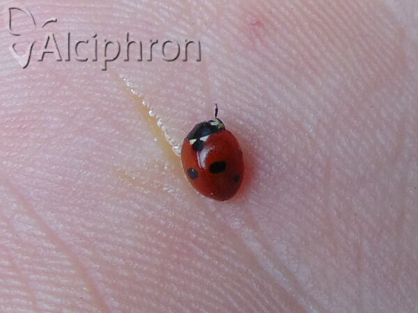 Coccinella quinquepunctata